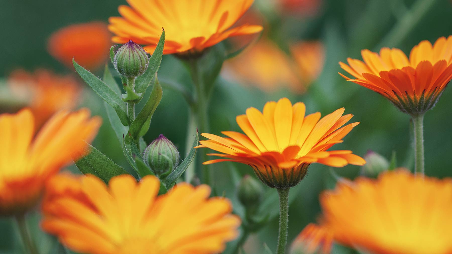 Calendula: Nature’s Golden Healer for Your Skin